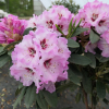 Karlštejn - różanecznik wielkokwiatowy - Rhododendron hybridum 'Karlštejn'