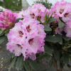 Karlštejn - Rhododendren Hybride - Rhododendron hybridum 'Karlštejn'