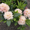 Kotnov - różanecznik wielkokwiatowy - Rhododendron hybridum 'Kotnov'