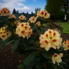 Orlik - różanecznik wielkokwiatowy - Rhododendron hybridum 'Orlik'