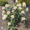 Orlik - różanecznik wielkokwiatowy - Rhododendron hybridum 'Orlik'