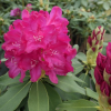 Říp PBR - różanecznik wielkokwiatowy - Rhododendron hybridum - 'Říp' PBR