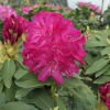 Říp PBR - różanecznik wielkokwiatowy - Rhododendron hybridum - 'Říp' PBR