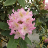Švihov - Rhododendron Hybride - Rhododendron hybridum 'Švihov'