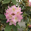 Švihov - Rhododendron hybrid - Rhododendron hybridum 'Švihov'