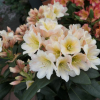 Zebín PBR - Rhododendron hybrid - Rhododendron hybridum 'Zebín' PBR