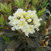 Kristian's Moonlight - Rhododendron Hybride - Kristian's Moonlight - Rhododendron hybridum