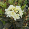 Kristian's Moonlight - Rhododendron hybrids - Kristian's Moonlight - Rhododendron hybridum