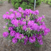 Bolesław Chrobry ROYAL LILAC PBR - Rhododendron hybrid - Bolesław Chrobry ROYAL LILAC PBR - Rhododendron hybridum