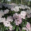 Władysław Łokietek ROYAL ROSY PBR - Rhododendren yakushimanum - Rhododendron yakushimanum 'Władysław Łokietek Roual Rosy' PBR ROYAL ROSY