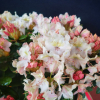 Fryderyk PBR - Rhododendron - Rhododendron hybridum 'Fryderyk' PBR