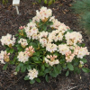 Fryderyk PBR - Rhododendron - Rhododendron hybridum 'Fryderyk' PBR
