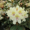 George Sand PBR - różanecznik wielkokwiatowy - Rhododendron hybridum 'George Sand' PBR