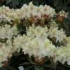 George Sand PBR - Rhododendron Hybride - Rhododendron hybridum 'George Sand' PBR