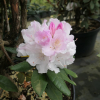 Aesthetica - różanecznik smirnowii x bureavii - Rhododendron smirnowii x bureavii 'Aesthetica'