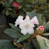 Foxy Lady - Rhododendron yakushimanum x hybridum - Rhododendron yakushimanum x hybridum 'Foxy Lady'