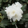 Hydon Velvet - Różanecznik degronianum ssp. yakushimanum x bureavii - Hydon Velvet - Rhododendron degronianum ssp. yakushimanum x bureavii