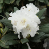 Hydon Velvet - Rhododendron degronianum ssp. yakushimanum x bureavii - Hydon Velvet - Rhododendron degronianum ssp. yakushimanum x bureavii