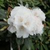 Teddy Bear - Rhododendron bureavii x degronianum ssp. yakushimanum - Teddy Bear - Rhododendron bureavii x degronianum ssp. yakushimanum