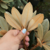 Teddy Bear - Rhododendron bureavii x degronianum ssp. yakushimanum - Teddy Bear - Rhododendron bureavii x degronianum ssp. yakushimanum