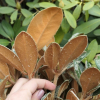 Teddy Bear - Rhododendron bureavii x degronianum ssp. yakushimanum - Teddy Bear - Rhododendron bureavii x degronianum ssp. yakushimanum