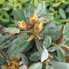 Teddy Bear - Rhododendron bureavii x degronianum ssp. yakushimanum - Teddy Bear - Rhododendron bureavii x degronianum ssp. yakushimanum