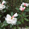 Little Bear - różanecznik yakushimanum x tsariense - Little Bear - Rhododendron yakushimanum x tsariense