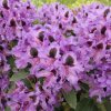 Acapulco - Рододендрон гибридный - Acapulco - Rhododendron hybridum