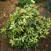 Blattgold- Рододендрон гибридный - Blattgold - Rhododendron hybridum