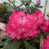 Britannia - Рододендрон гибридный - Britannia - Rhododendron hybridum