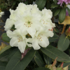 Suomi 100 - Рододендрон гибридный - Suomi 100 - Rhododendron hybridum