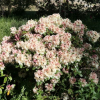 Mikado - Рододендрон гибридный - Mikado - Rhododendron hybridum