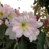 Sir Charles Butler - Рододендрон гибридный - Sir Charles Butler - Rhododendron hybridum