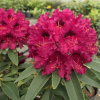 Kali - Rhododendron Hybride - Kali - Rhododendron hybridum