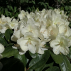 Lachsgold - różanecznik wielkokwiatowy - Lachsgold - Rhododendron hybridum