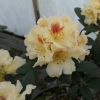 Marietta - Рододендрон гибридный - Marietta - Rhododendron hybridum