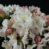 Fryderyk PBR - Rhododendron - Rhododendron hybridum 'Fryderyk' PBR