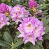 Ernest Inman - Рододендрон гибридный - Ernest Inman - Rhododendron hybridum