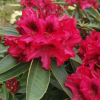 Europa 93 - Рододендрон гибридный - Europa 93 - Rhododendron hybridum