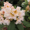 Gloria - Рододендрон гибридный - Gloria - Rhododendron hybridum ; Rhododendron 'Bruns Gloria' ; Rhododendron 'Christiane'