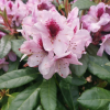 Herbstfreude - Рододендрон гибридный - Herbstfreude - Rhododendron hybridum