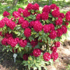 Lem's Stormcloud- Рододендрон гибридный - Lem's Stormcloud - Rhododendron hybridum