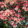 Casanova - Рододендрон - Rhododendron hybridum 'Casanova'