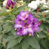 Sternschnuppe - Рододендрон гибридный - Sternschnuppe - Rhododendron hybridum