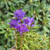 Azurwolke - Kissen-Rhododendron - Azurwolke - Rhododendron hybridum