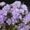 impeditum xhybridum - Rhododendron  impeditum ; Rhododendron Dwarf Hybrids - impeditum xhybridum - Rhododendron impeditum