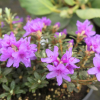 Frost Hexe - Рододендрон миниатюрный - Rhododendron impeditum 'Frost Hexe'