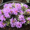 Frost Hexe - Рододендрон миниатюрный - Rhododendron impeditum 'Frost Hexe'