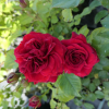Anna - Mehrblütige Rose - Rose Anna