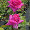 Criterion - Grandiflora Rose - Rose Criterion